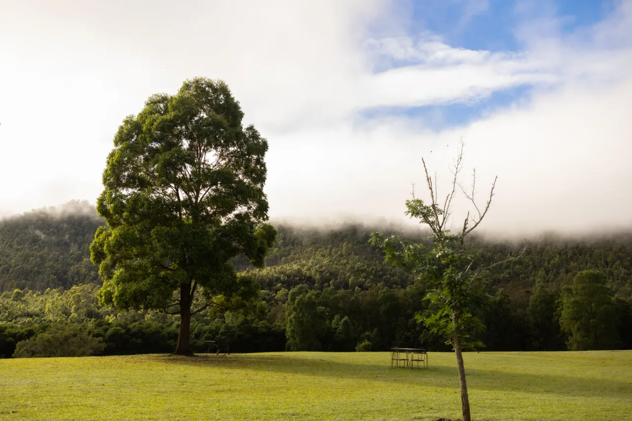 Morning mist across the valley floor at Kangaroo Valley.