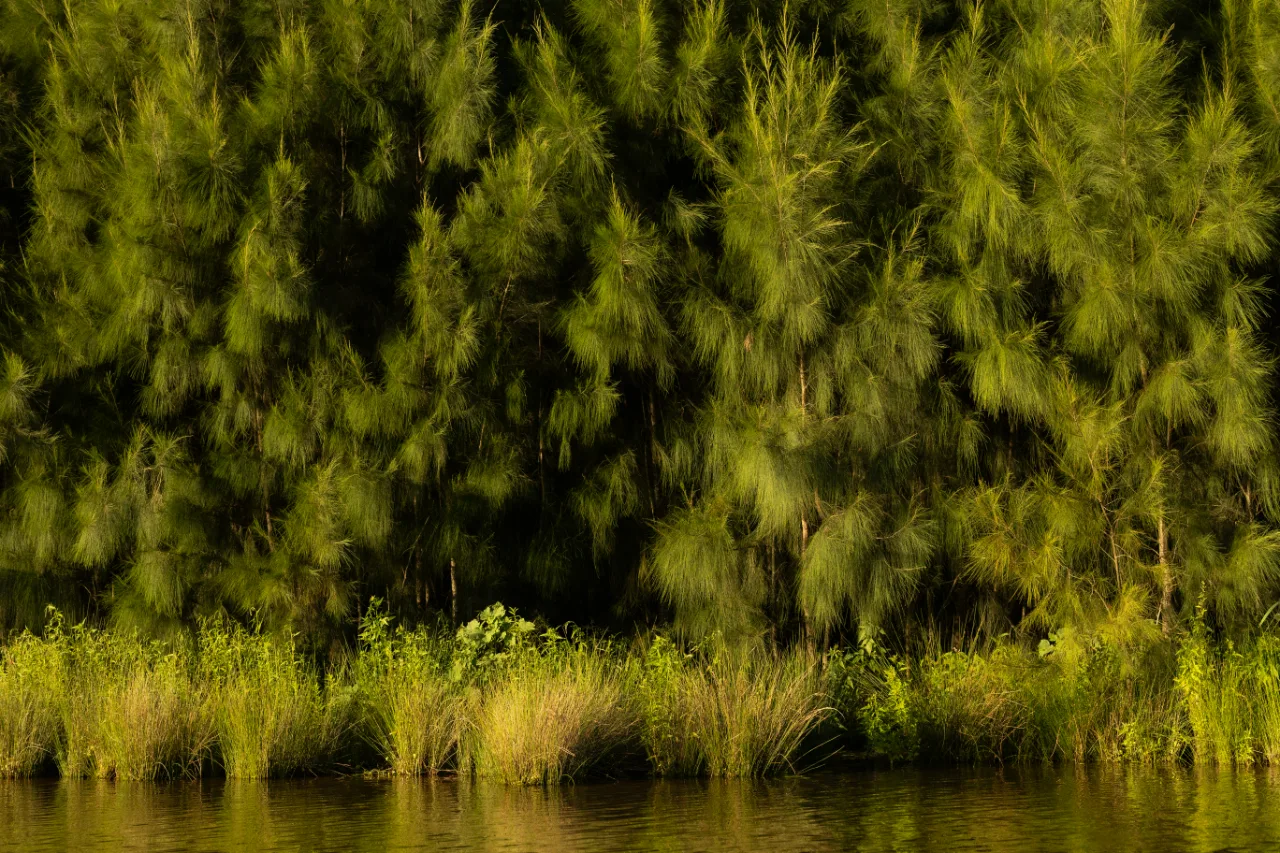She-oak stand and reed line along still water.