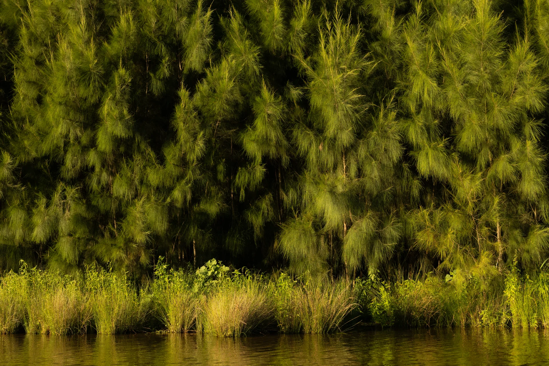 Water plants and lily pads on still dark water.