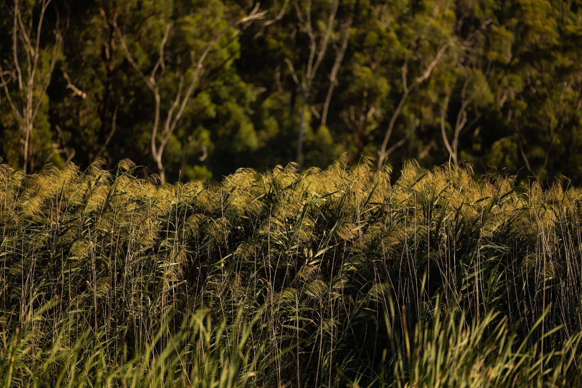 Reed beds catching low light along the water.