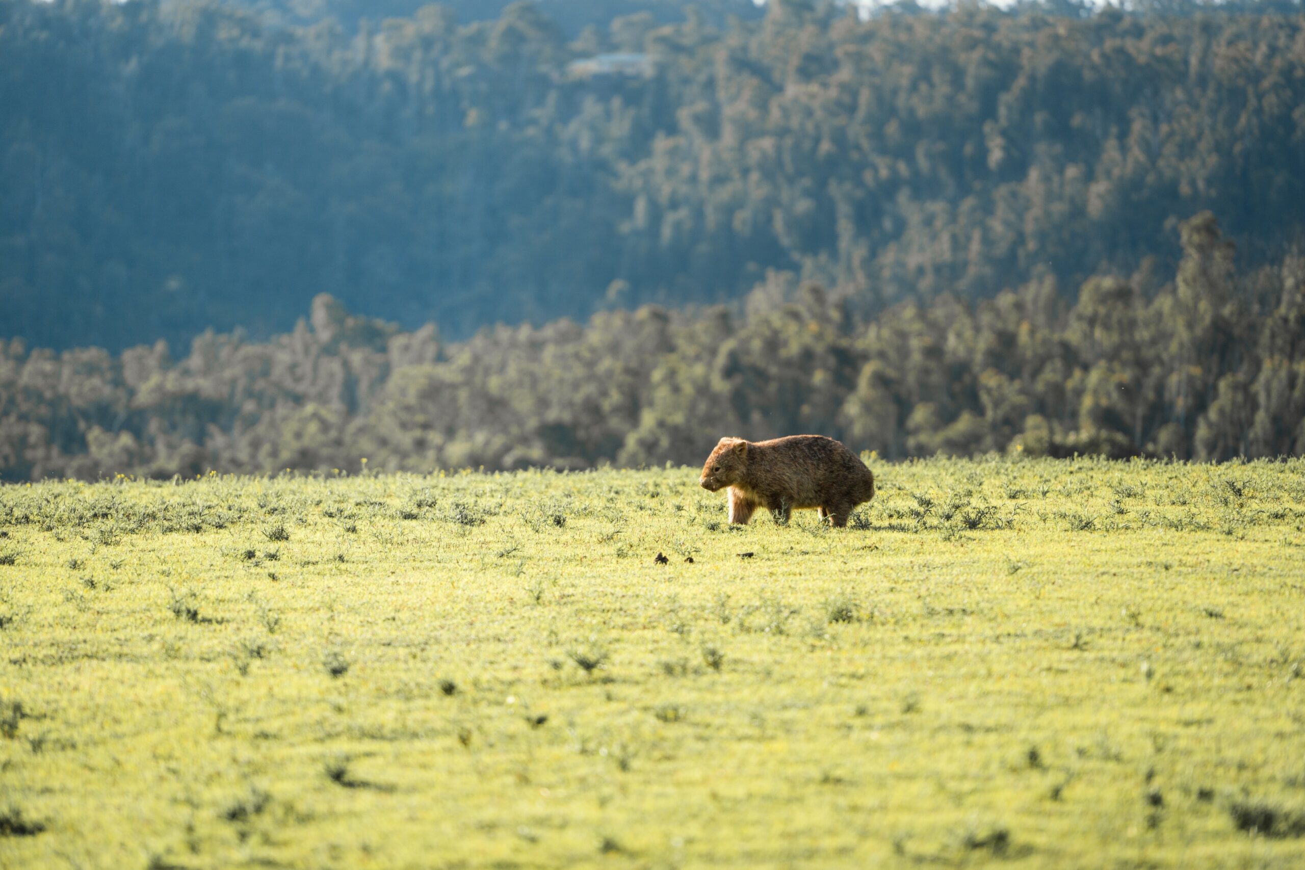 A wombat grazing in open pasture with the bush behind.