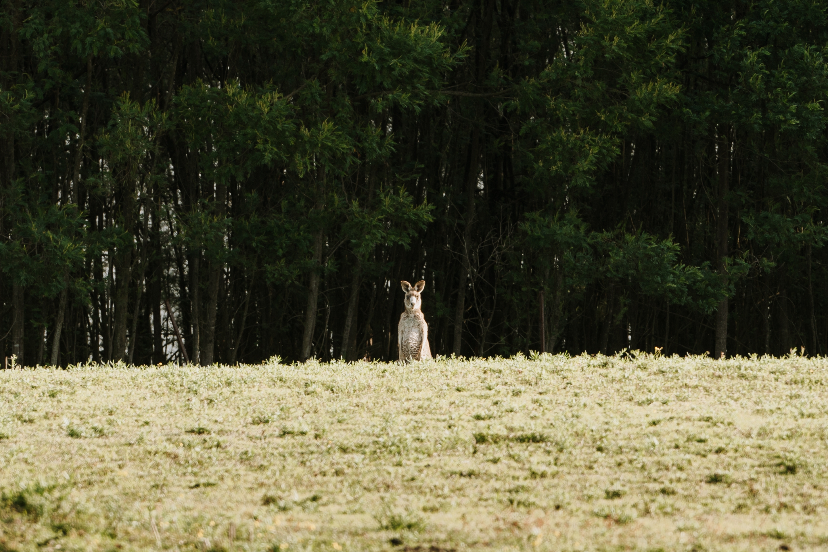 A kangaroo standing at the edge of the paddock where the mown grass meets the treeline.