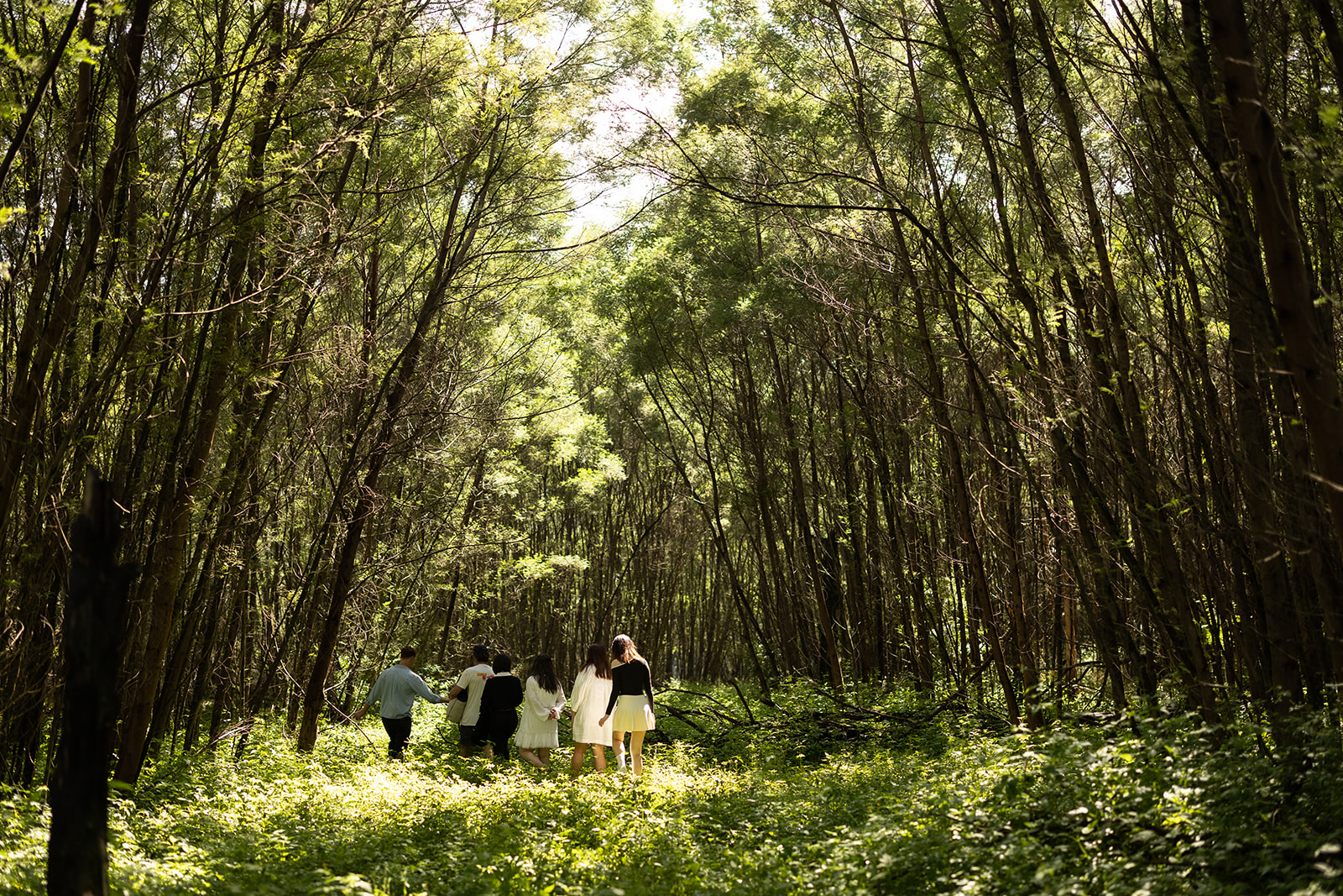 A small group walking away through a corridor of close-standing trees.