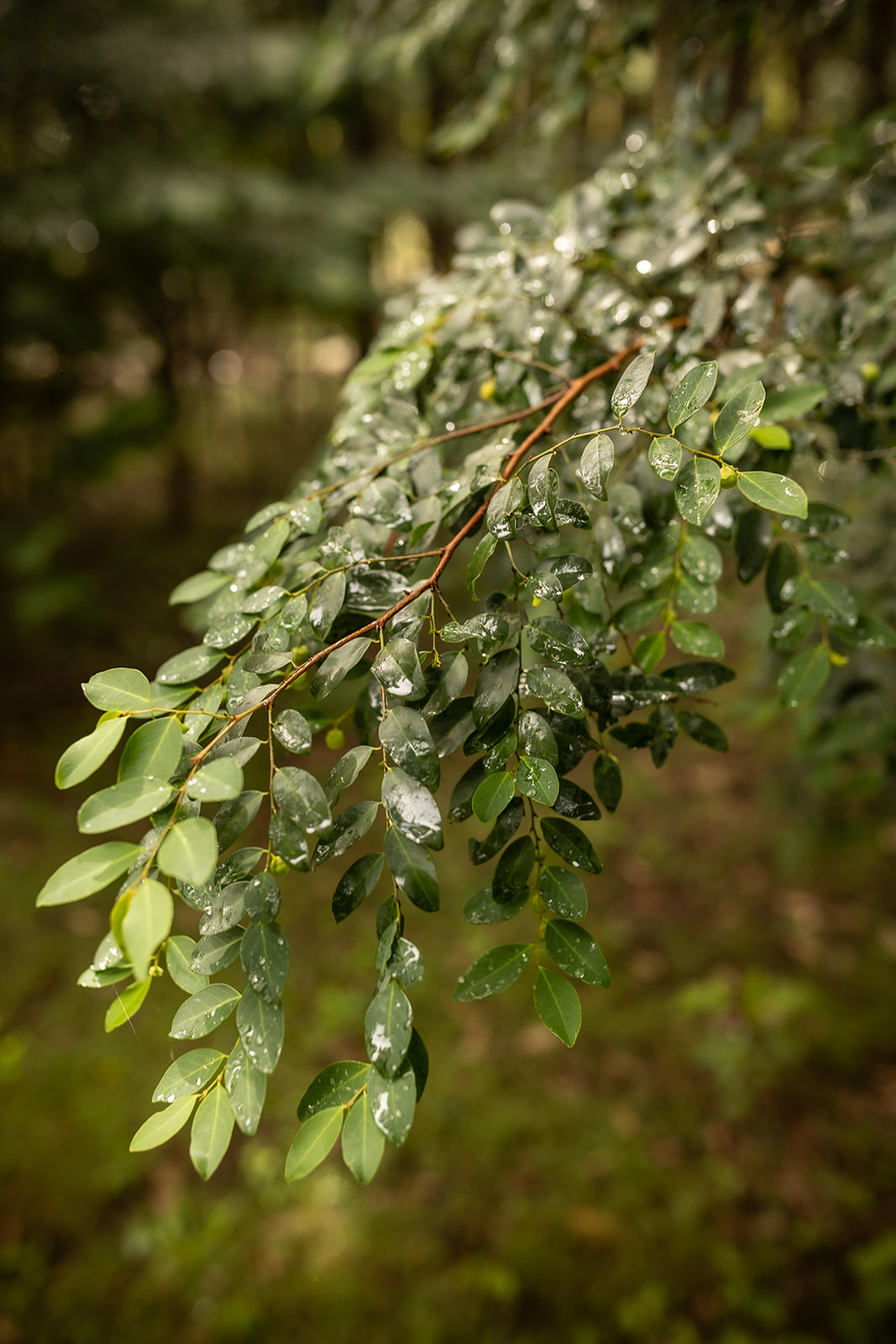 A branch of wet green leaves after rain.